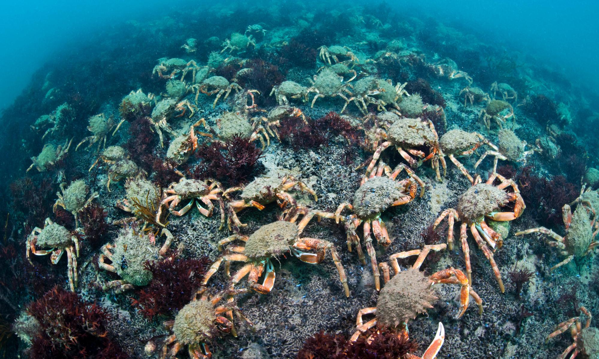 Venomous spider crabs swarm Cornish beaches as sea temperatures rise