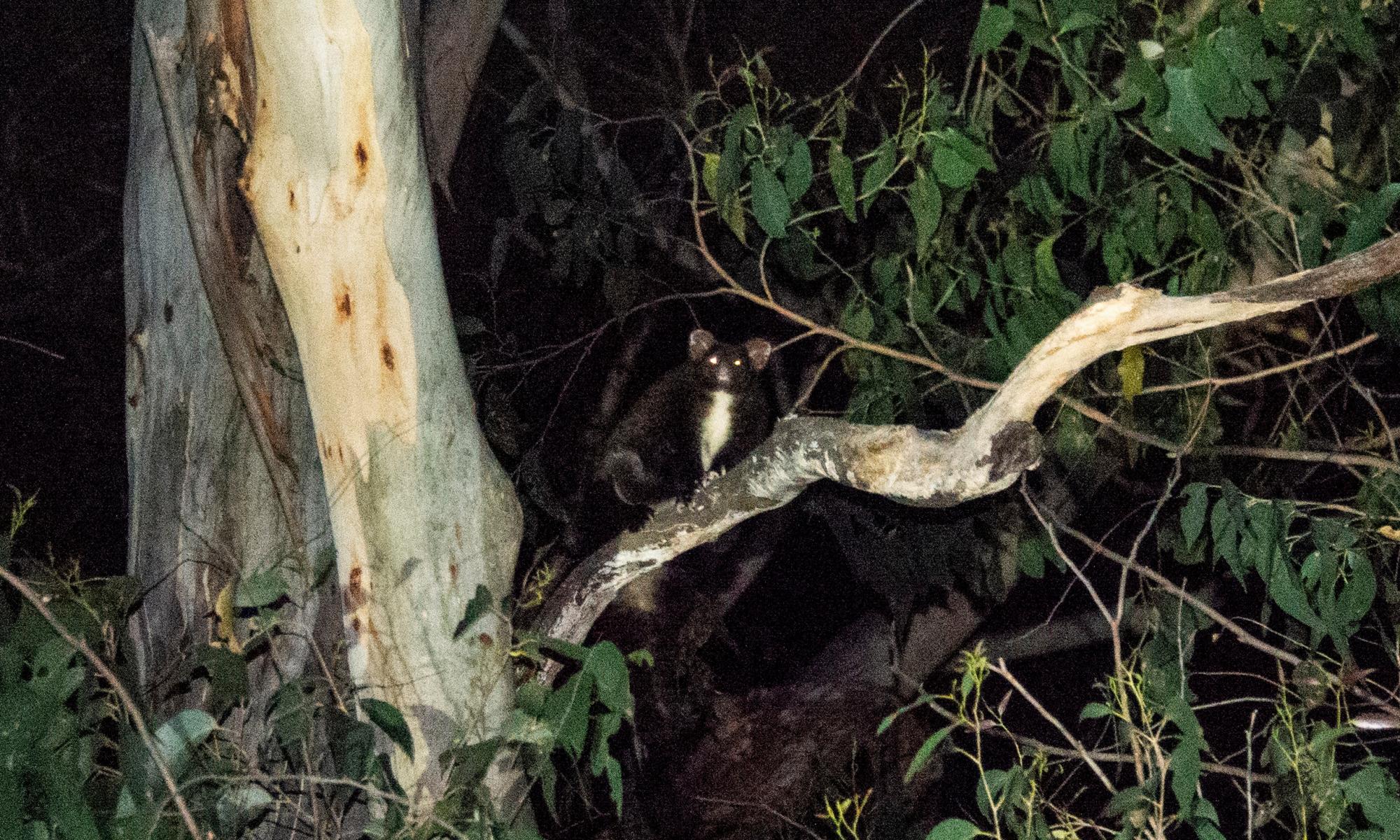 Sixty endangered greater gliders found in Victorian forests tagged for logging