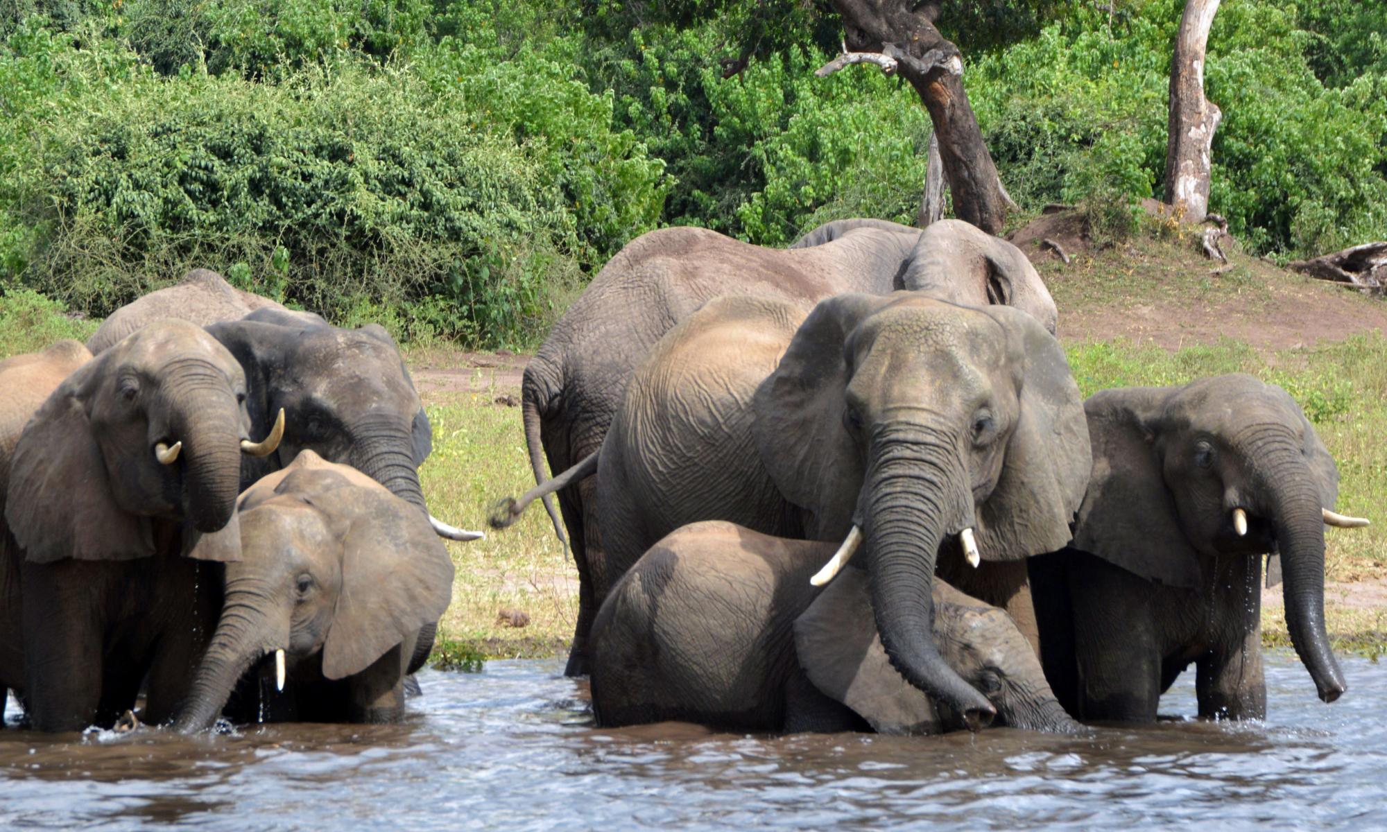 Ivory ban loophole means elephant body parts can still be traded in UK