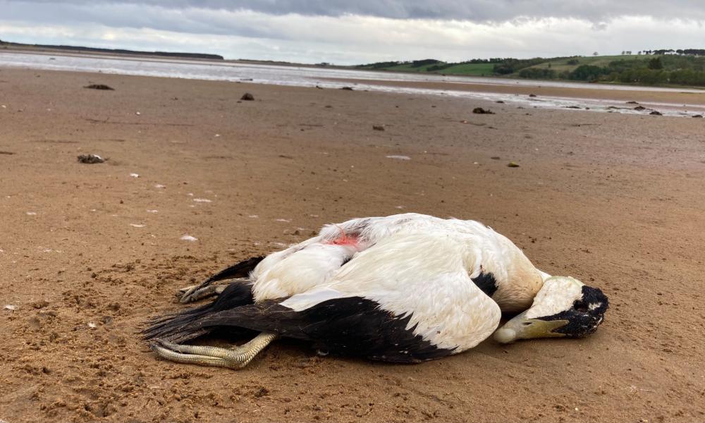 Geese, skuas, cranes and even foxes: avian flu takes growing toll on wildlife 