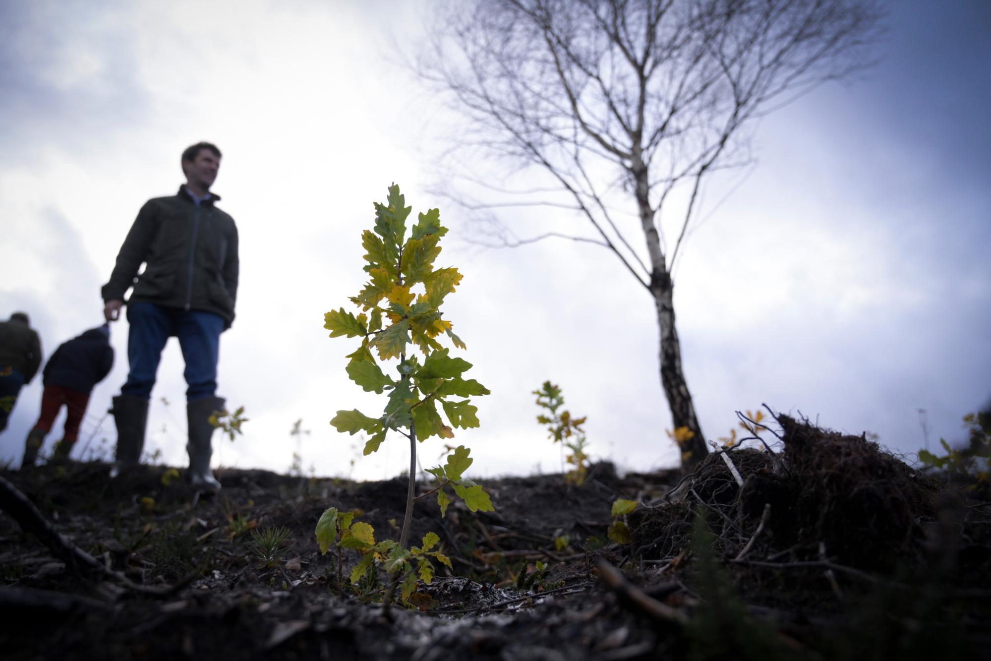 重新造林英国：“树木是终极的长期项目”