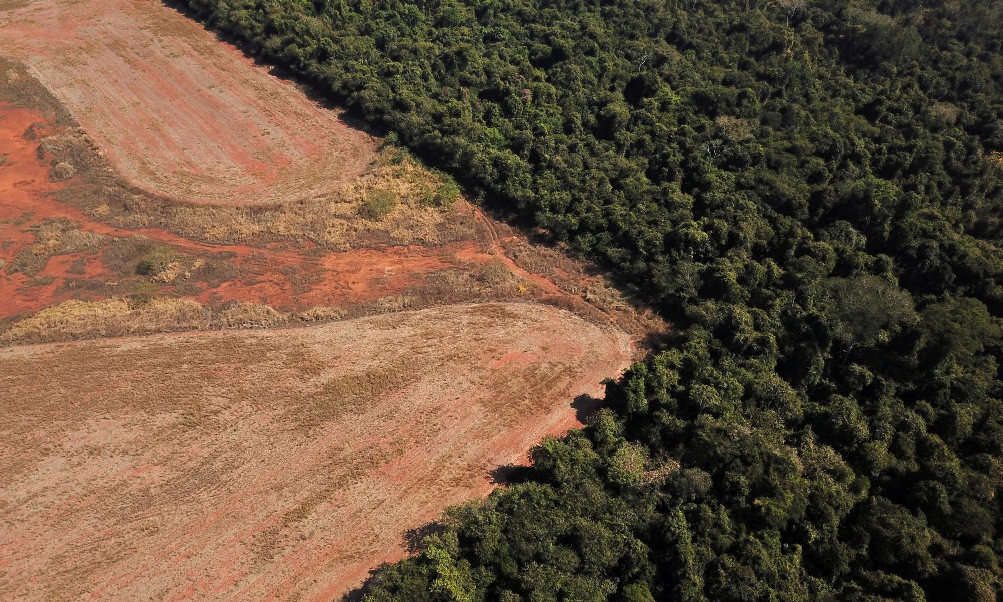 Global deforestation pledge will be missed without urgent action, say researchers
