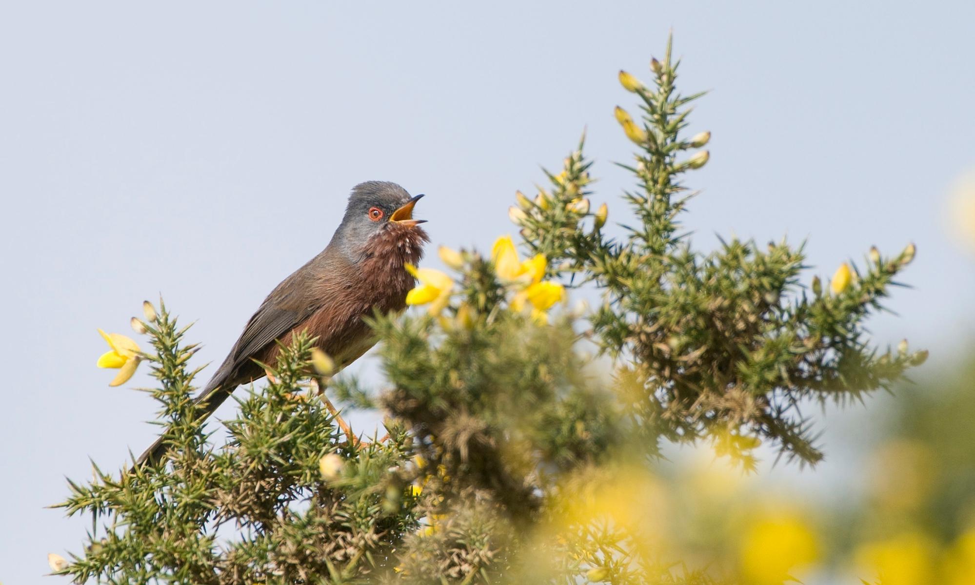 Dartford warbler is welcomed back from near-extinction 