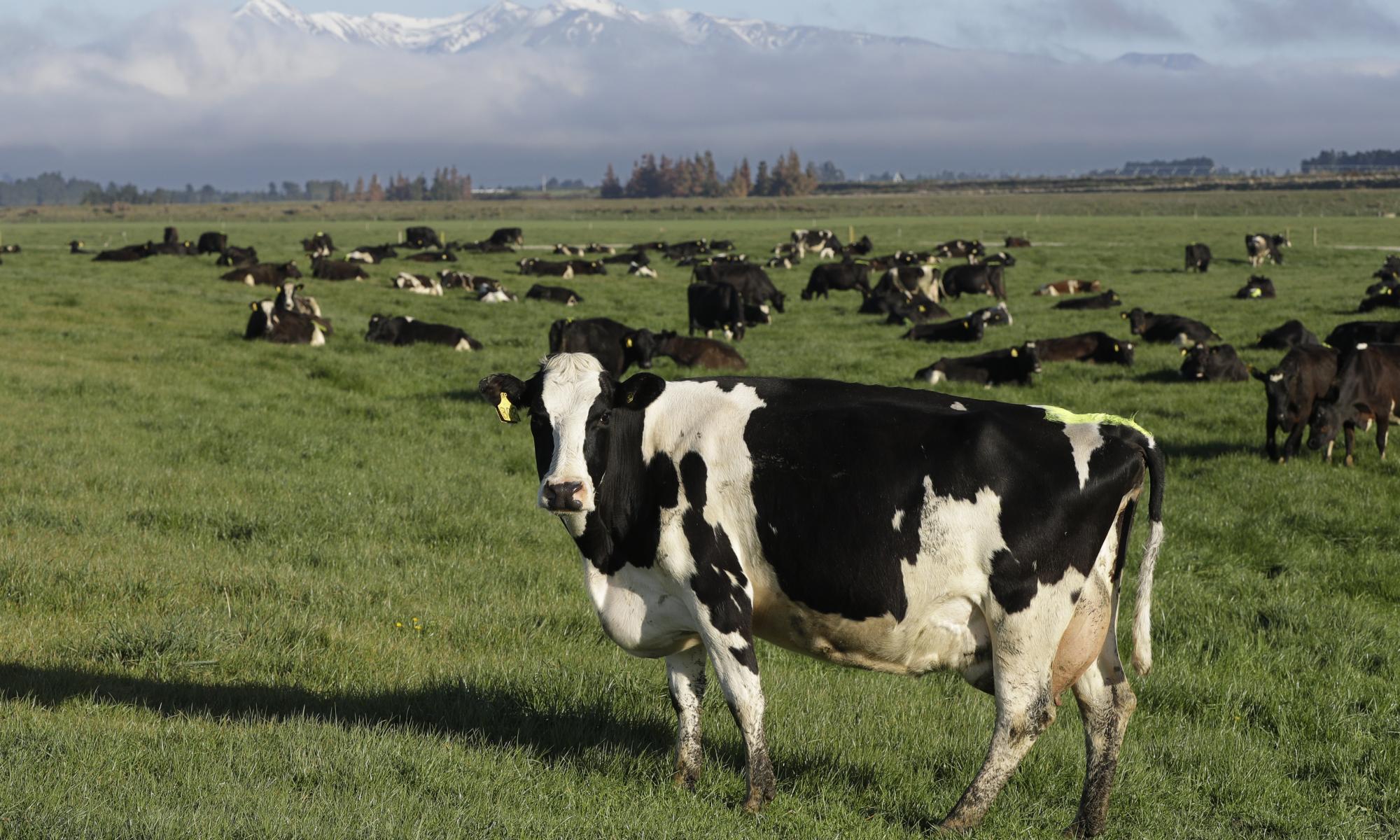 New Zealand farmers propose paying for emissions to tackle climate change