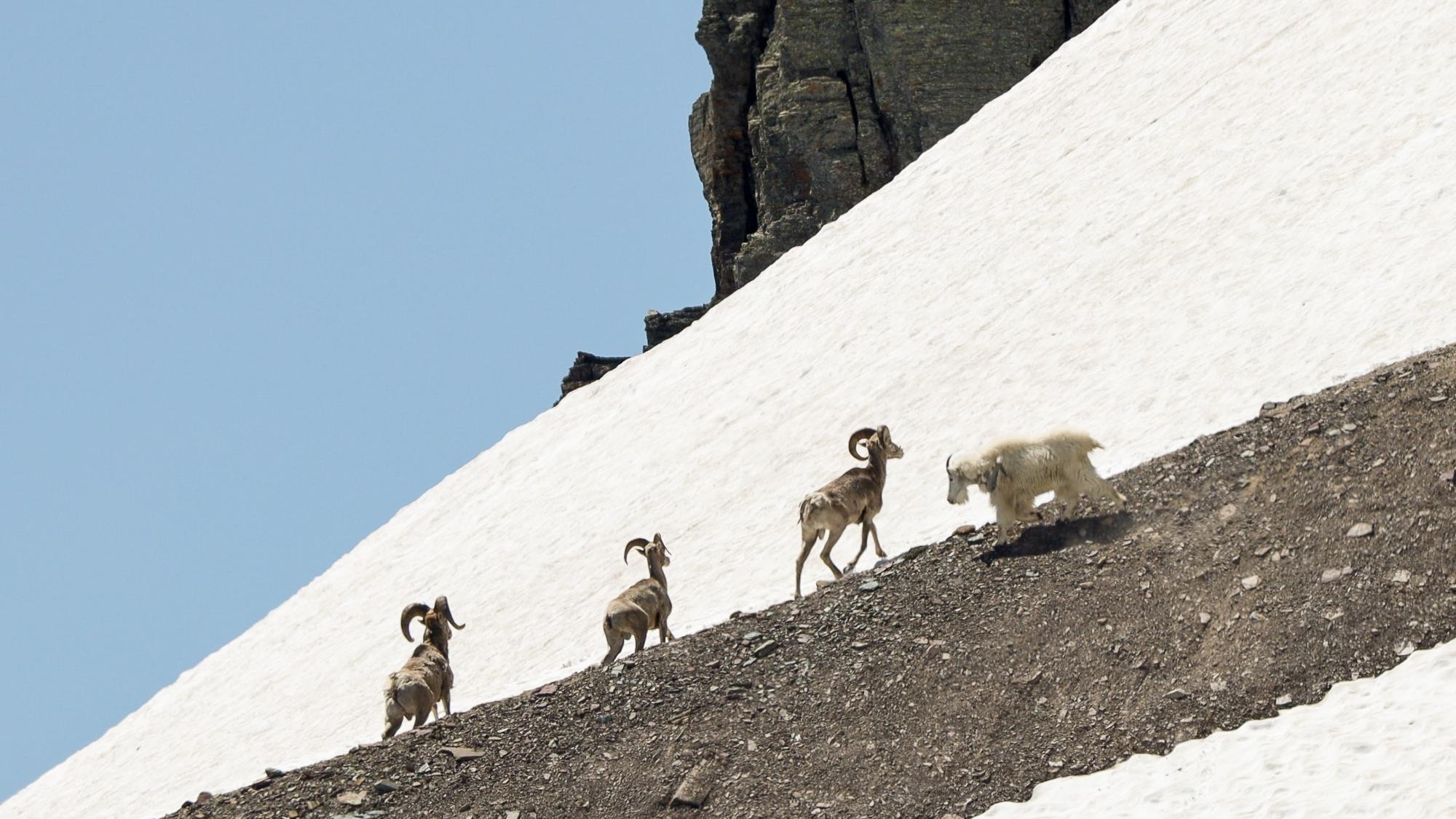 ‘Badasses of the mountains’: goats clash with sheep as key US glaciers melt