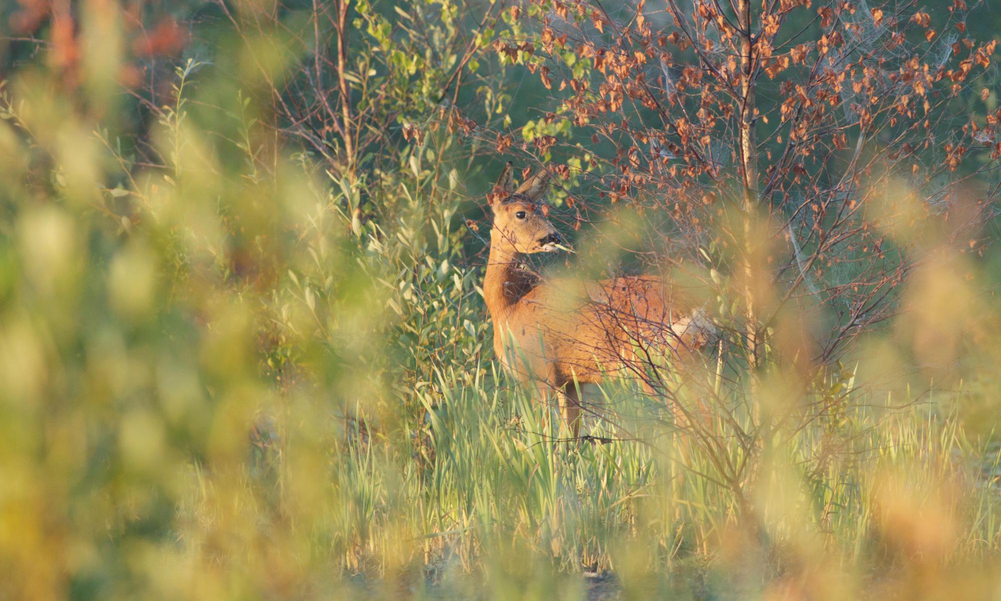 Country diary: roe deer buck the trend of decline