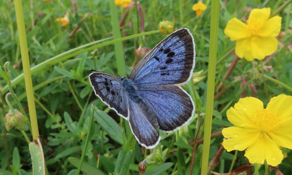  Large blue butterfly numbers soar in Britain