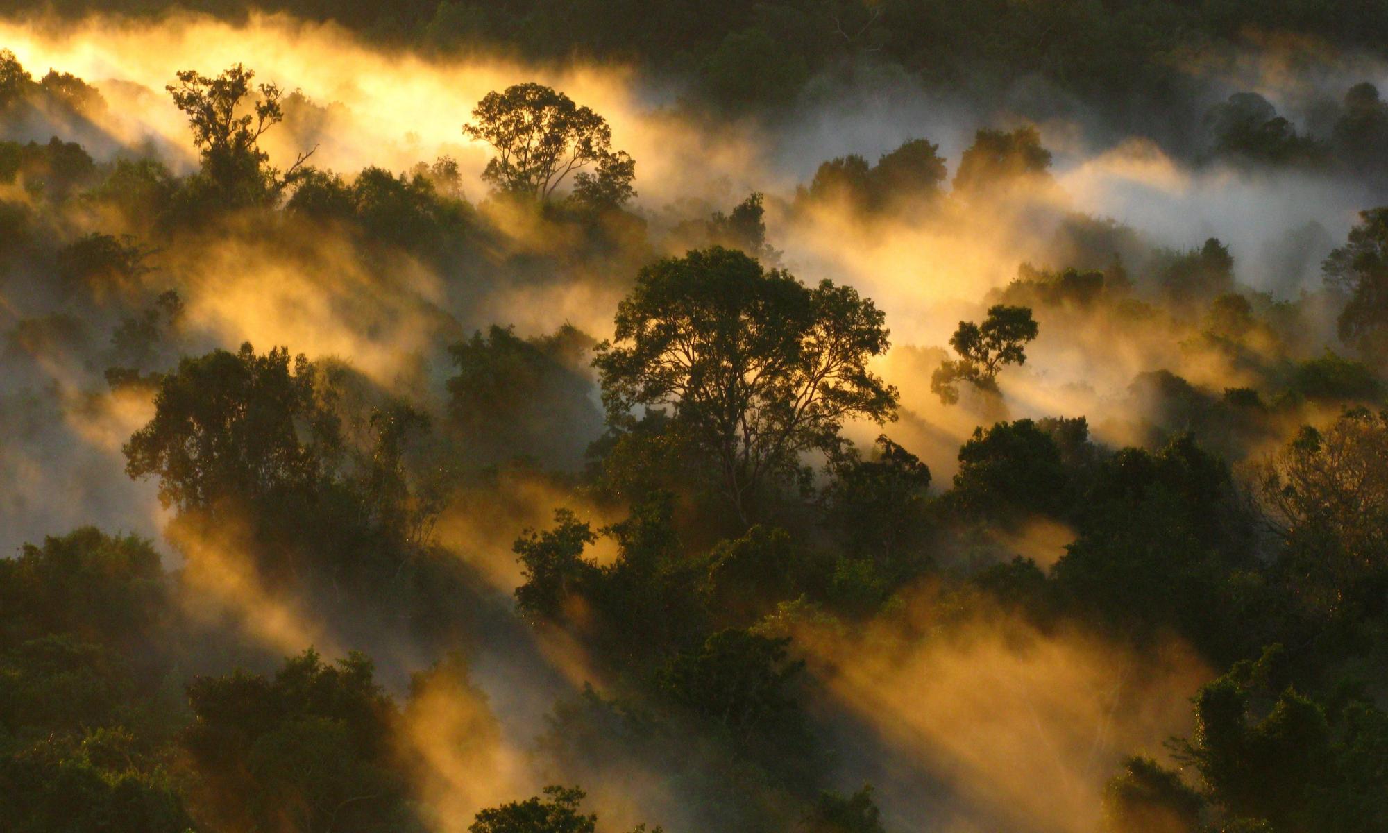 Tropical forests losing their ability to absorb carbon, study finds