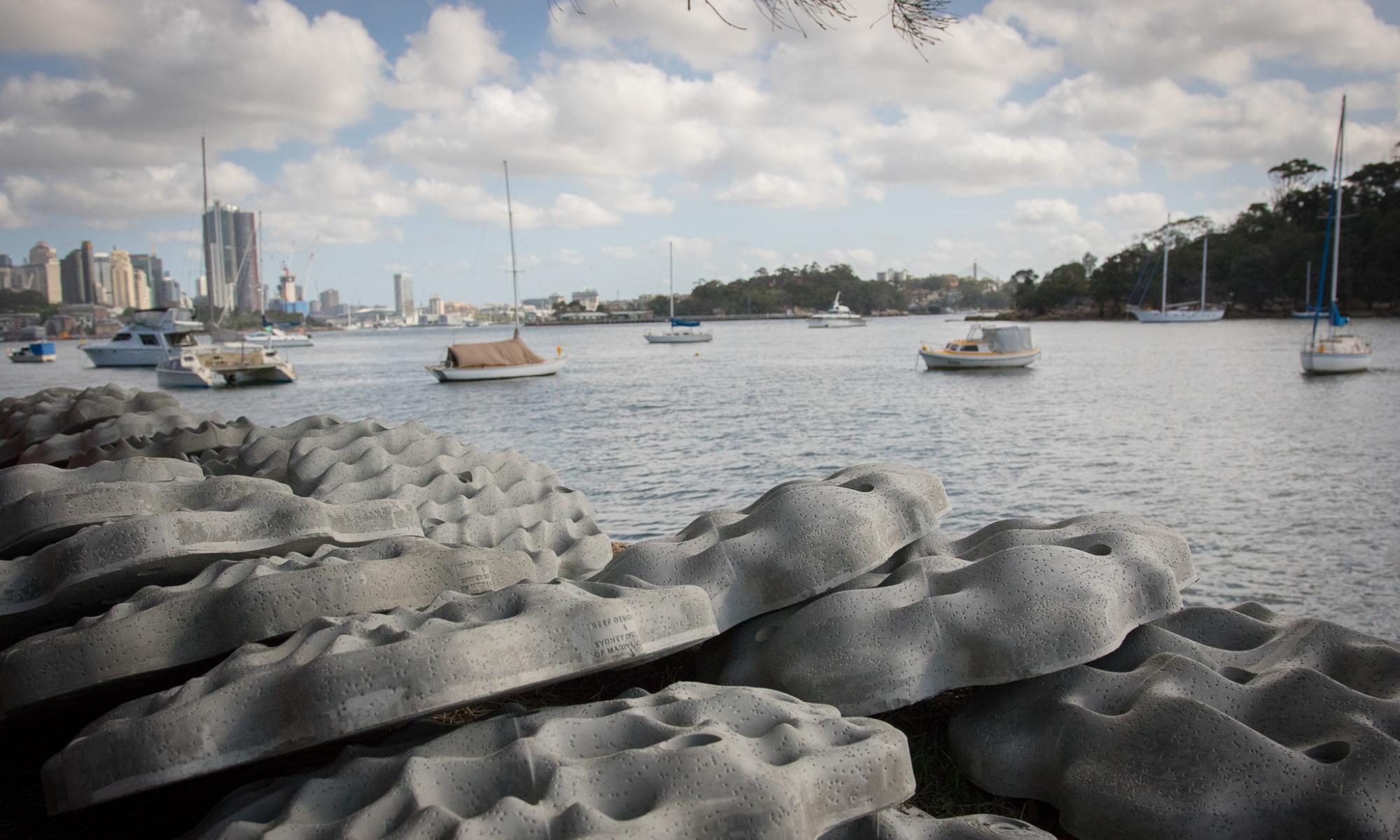 Living sea walls and kelp forests: the plans to lure marine life back to Sydney Harbour