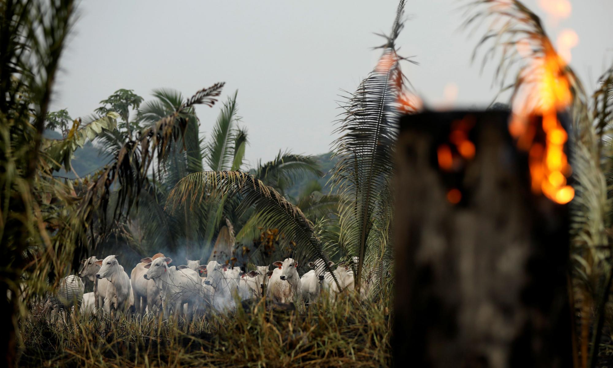 揭露：亚马逊牛肉种植区的火灾多三倍