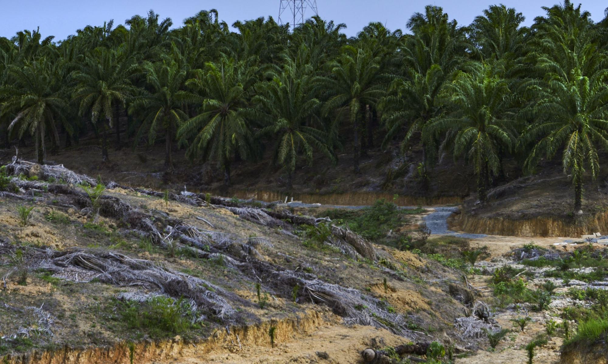 Biggest food brands 'failing goals to banish palm oil deforestation'