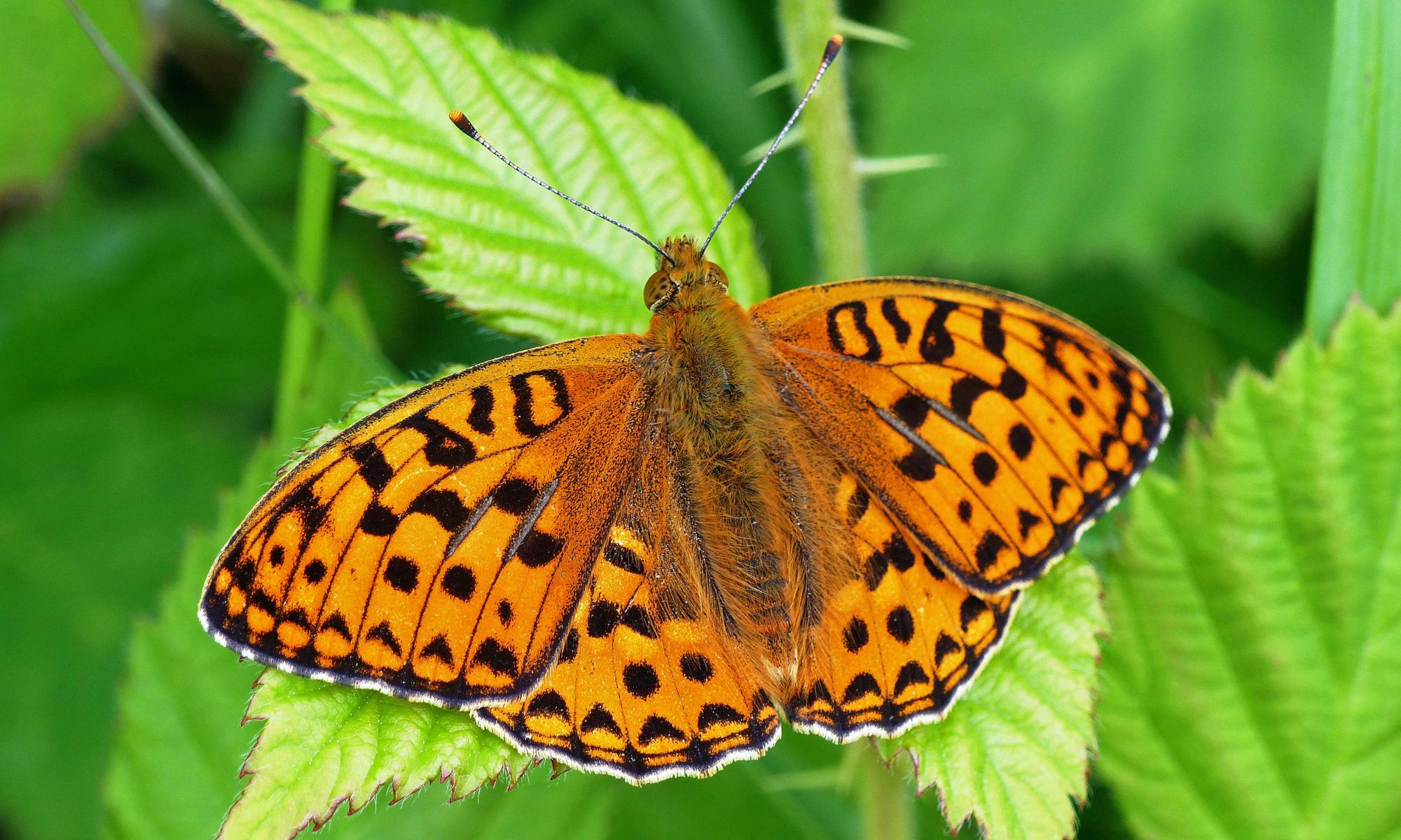 Butterflywatch: rare high brown fritillary thrives on Dartmoor