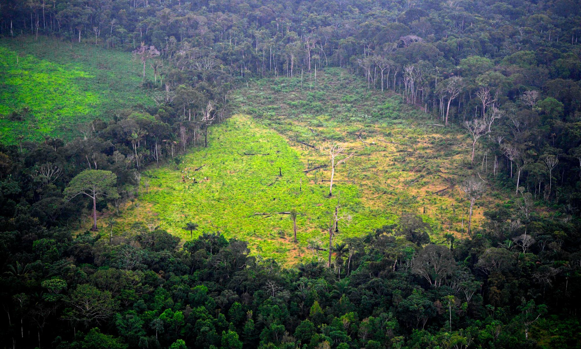 Swapping 20% of beef for microbial protein ‘could halve deforestation’