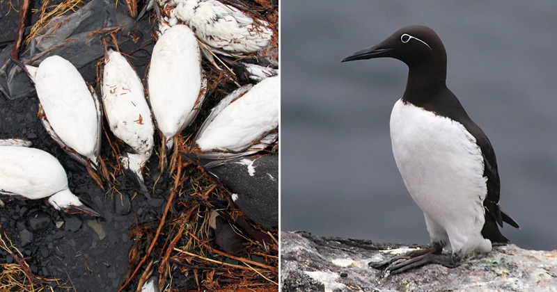 Million Seabirds Have Died Because Of Heatwave Due To Climate Change And It Will Only Get Worse