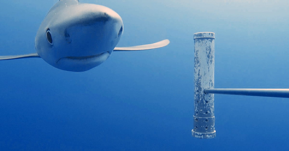 Shark feed: U.K. launches world's largest underwater monitoring system