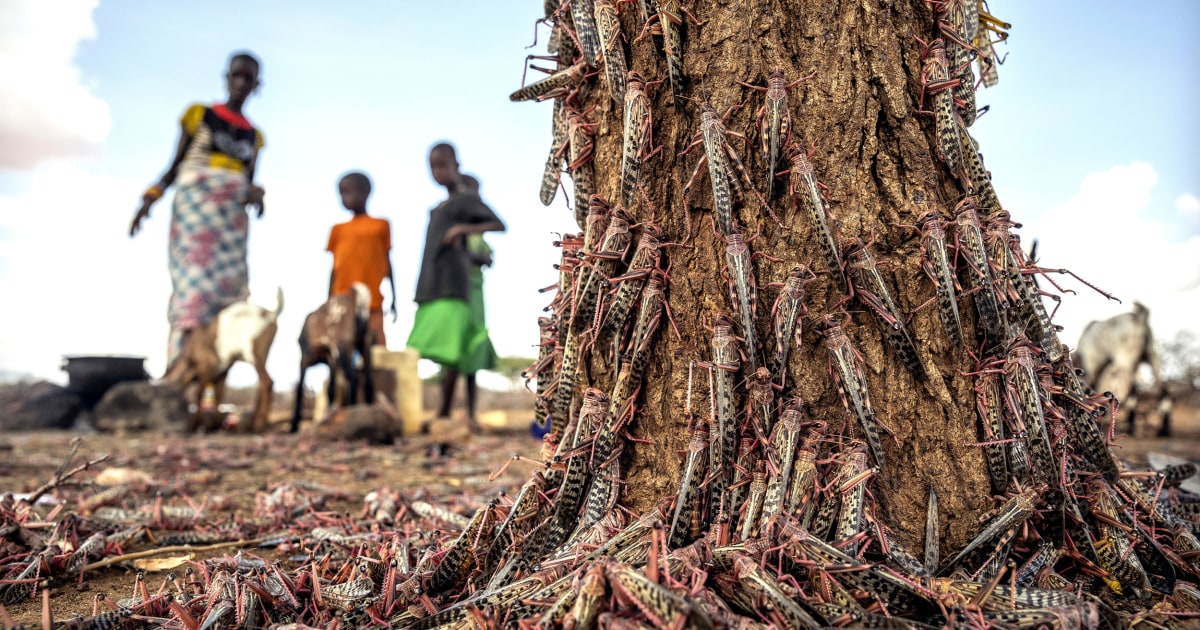 New, larger wave of locusts threatens millions in Africa