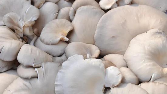 现在的蘑菇都能做成皮包了？！