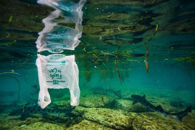 海洋生物正大量摄入微塑料，对我们有何影响？