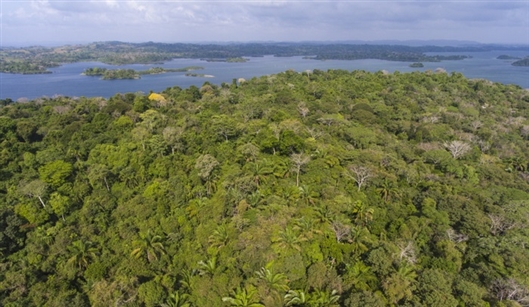 不用管，热带雨林可以自行恢复？