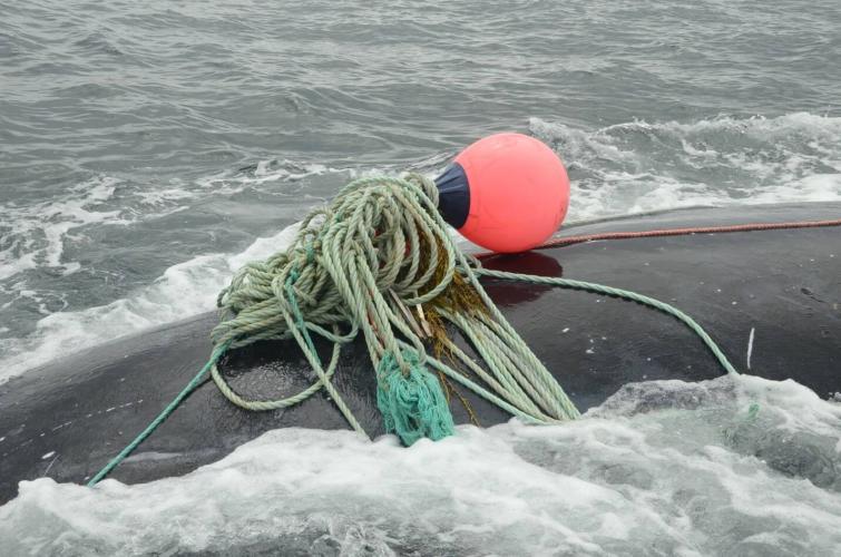 New Grant Funds Study on Cumulative Stresses Affecting Endangered North Atlantic Right Whales