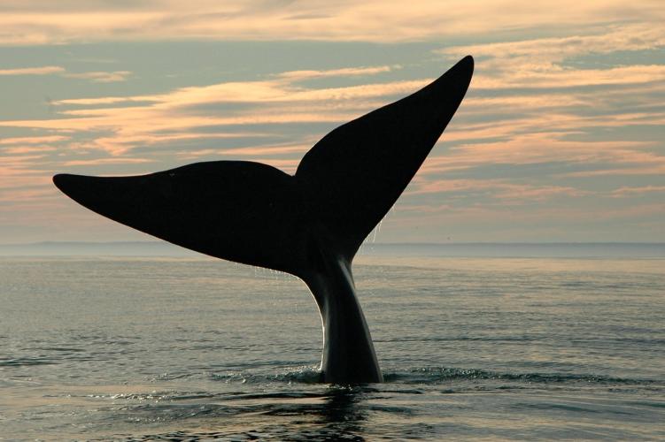 Fewer than 366 North Atlantic Right Whales Are Left, New Study Shows