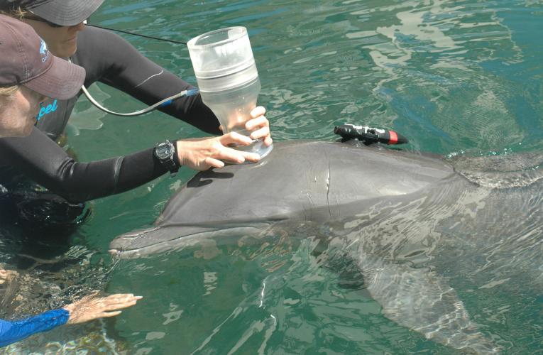 Finding a Better Way to Calculate Fuel Efficiency for Dolphins