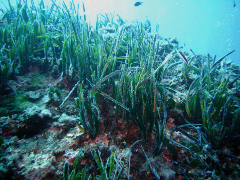 海神草堪稱「藍碳製造機」！——海草與細菌的共生，如何幫地球固碳？