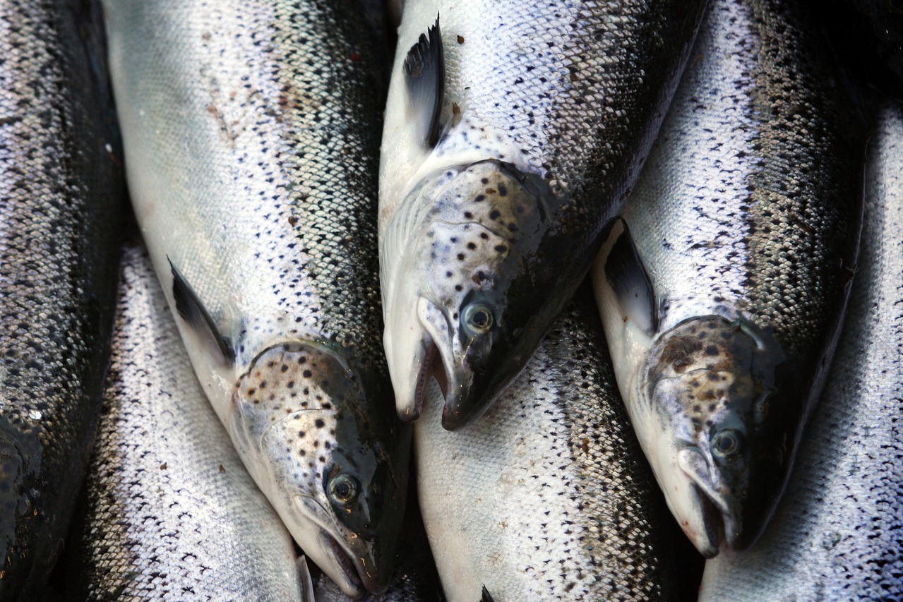 紐時賞析／美西北部數種鮭魚 瀕臨絕種