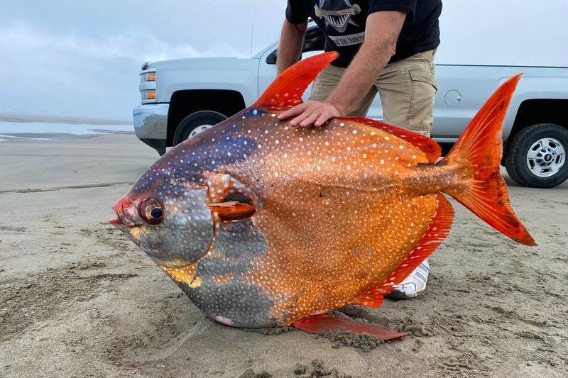百磅罕見銀紅色巨魚沖上海岸 學者：非好事