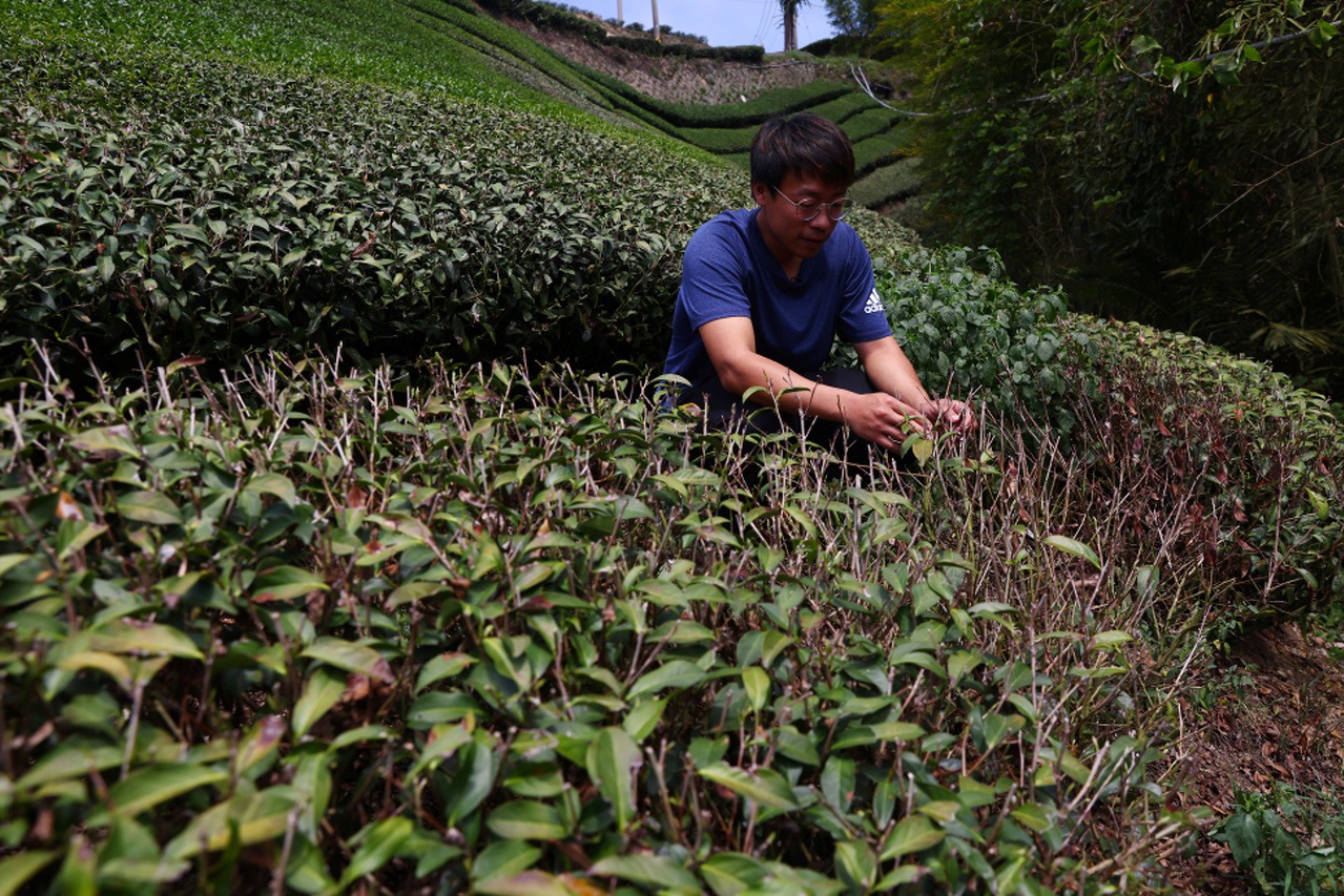 極端天氣衝擊  台灣茶農苦不堪言