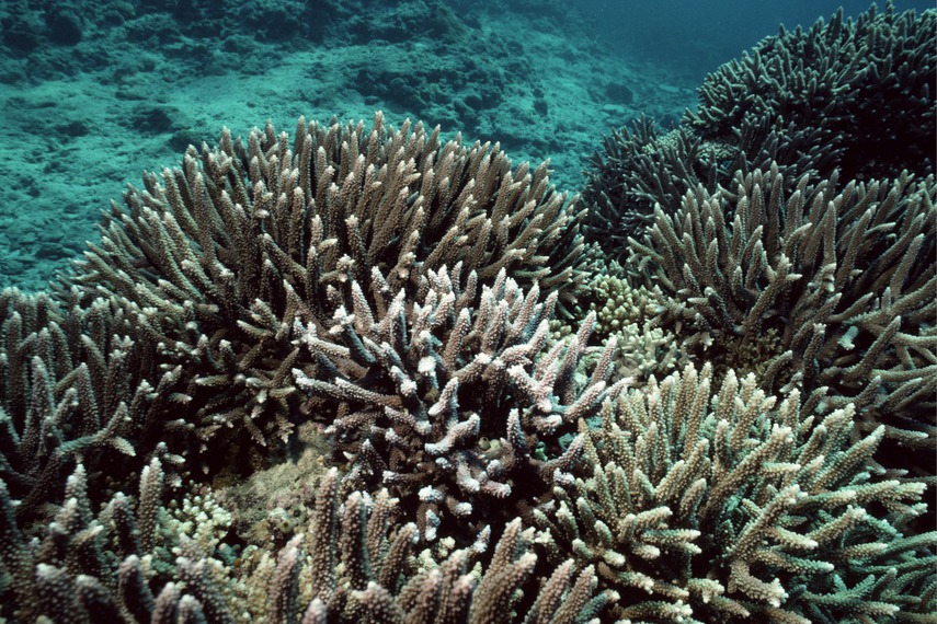 科學家：暖化就算控制在攝氏1.5度 珊瑚也會滅絕