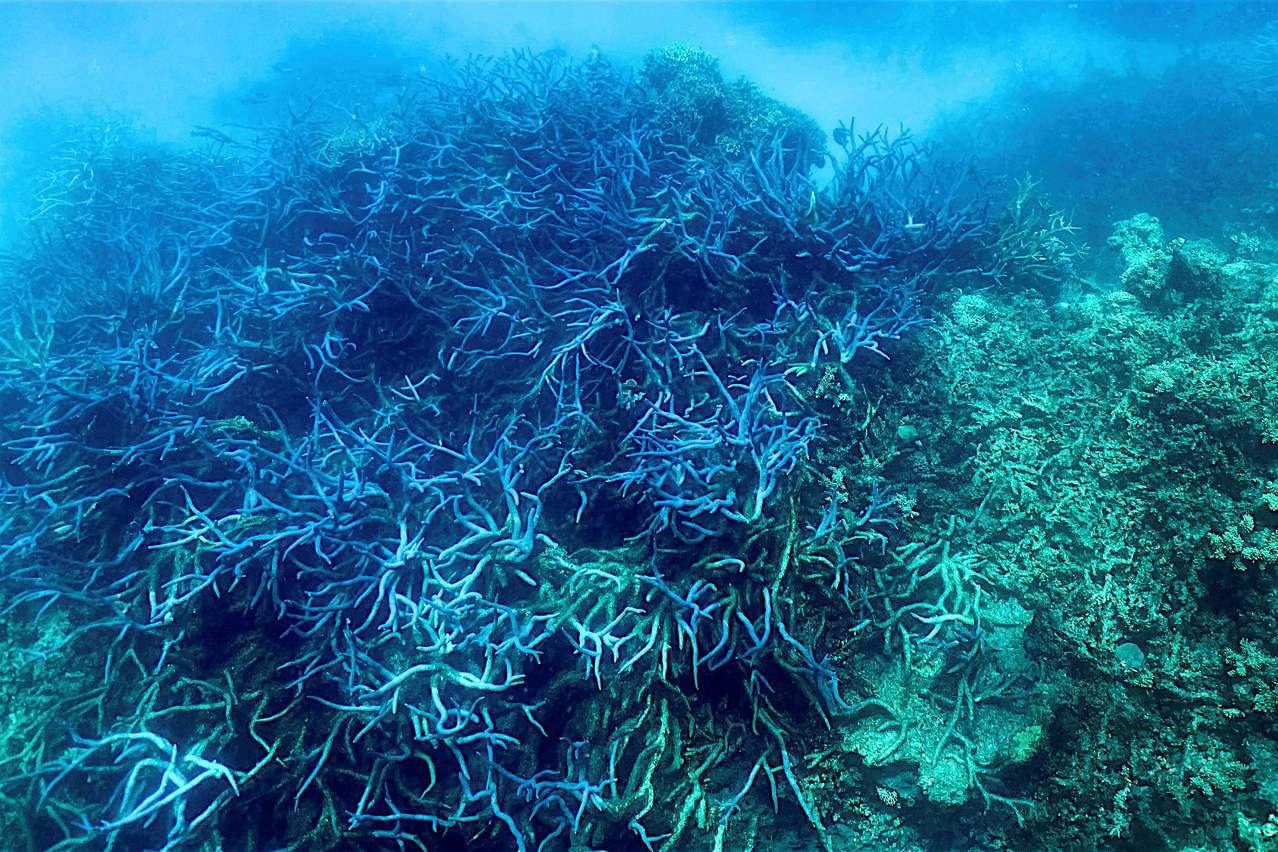 6年來第4度 澳洲大堡礁再陷「大規模白化」危機