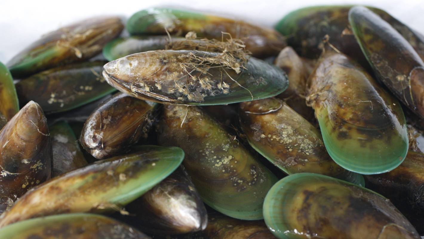 More mass mussel deaths due to 'heat stress' possible with climate change - expert