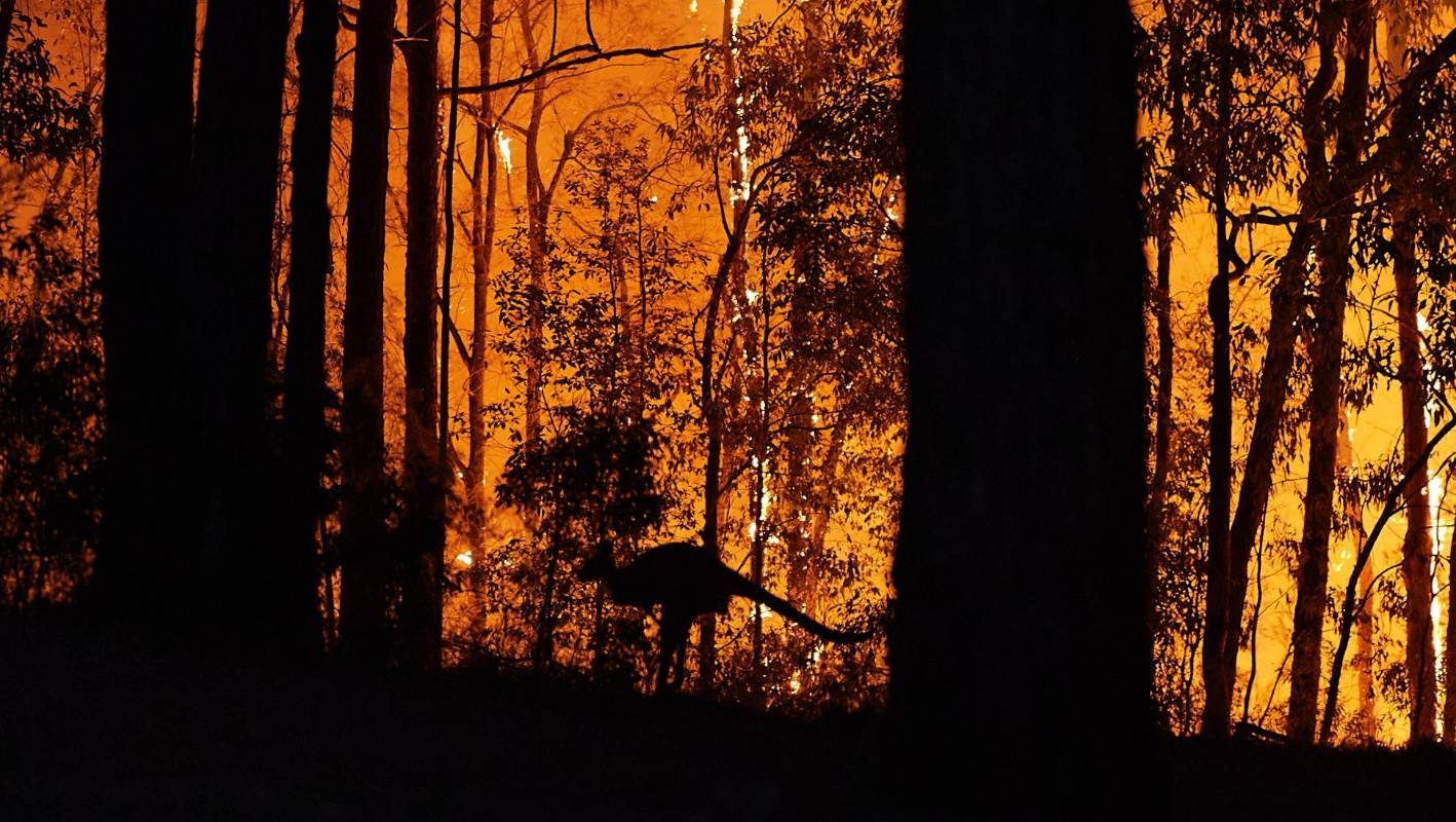 Scientists seek rare species survivors amid Australia flames
