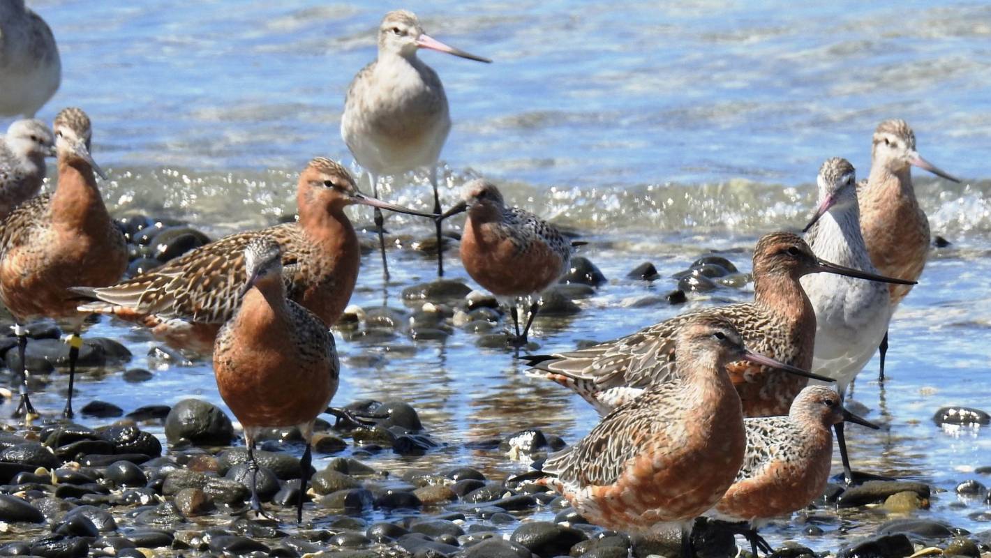 Algal bloom likely cause of red knots' ill health in the Firth of Thames