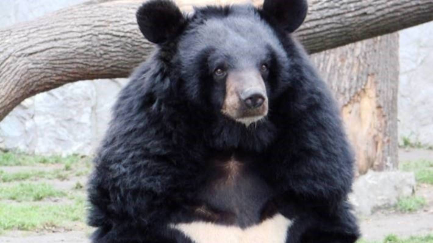 Woman fined $7500 for smuggling bear bile into New Zealand