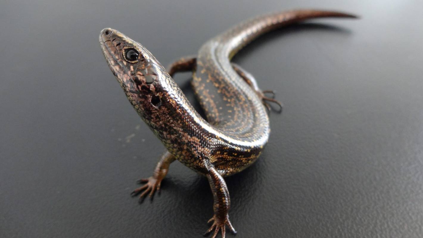 Coastal skink fights for existence in face of climate change