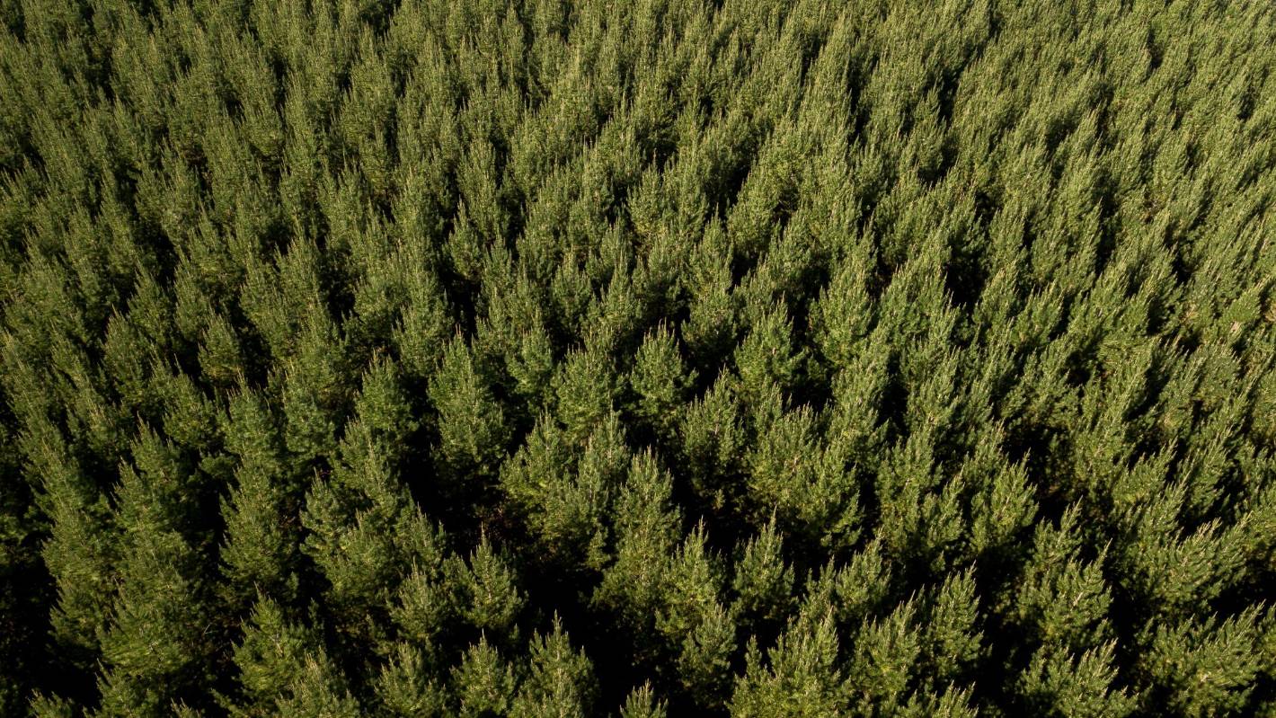Decarbonisation partnership to plant 650,000 pine trees in Taranaki