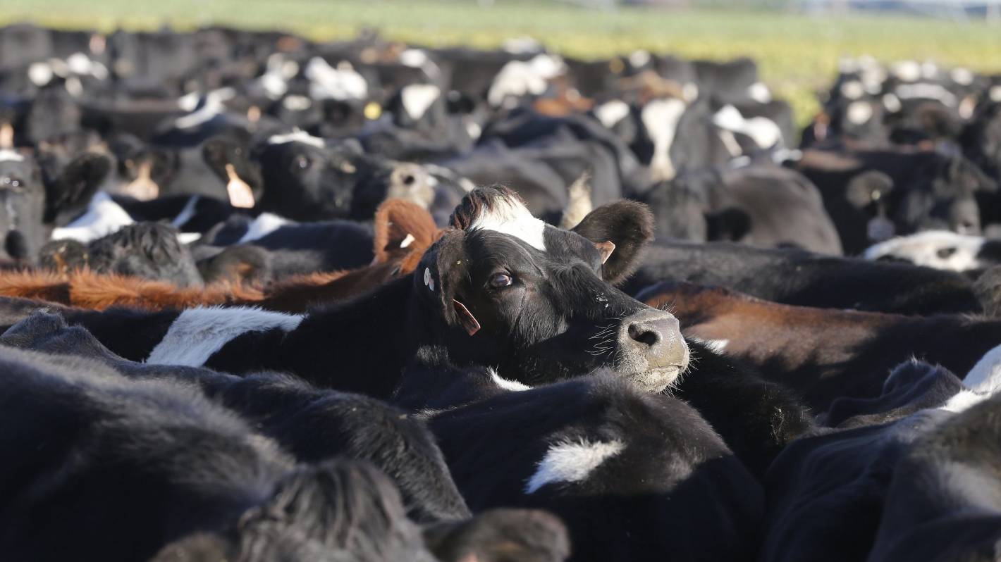 Seven farms investigated for winter grazing breaches