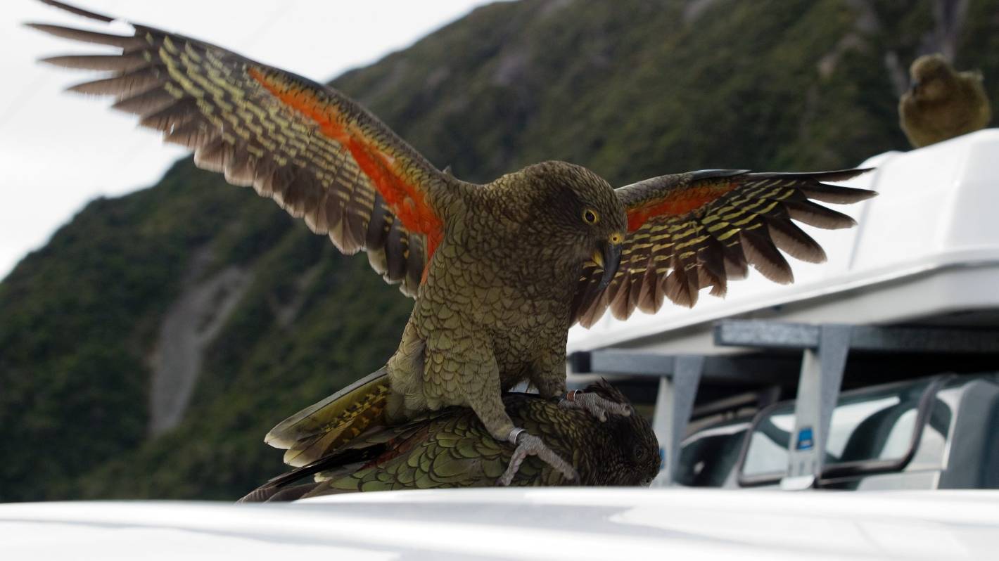 Hope for kea in a warming world, as study suggests they're generalists, not alpine specialists