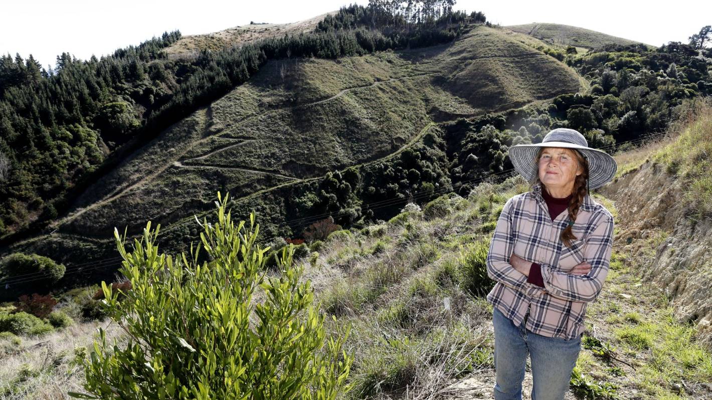 Fears proposed rural subdivision will threaten rare Nelson bush remnant