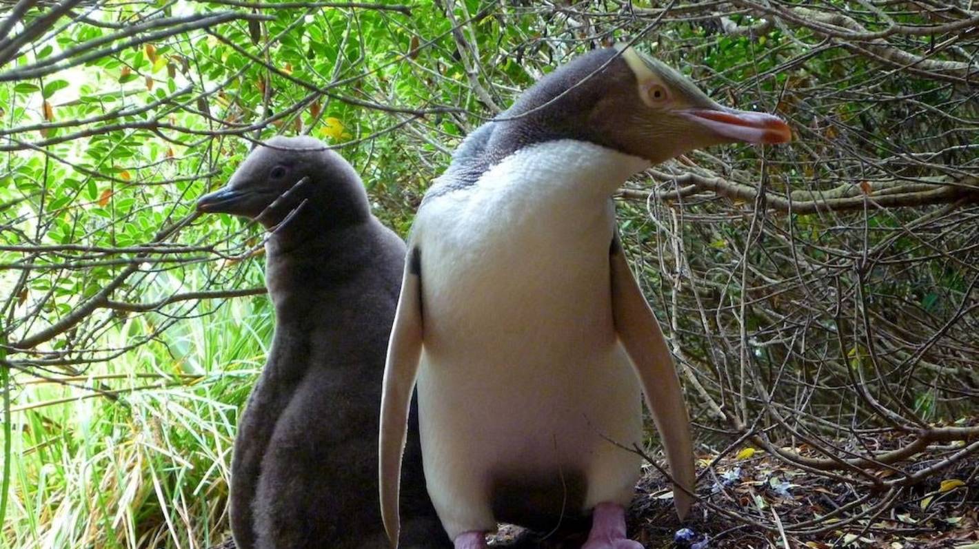 Hope as cause of fatal infection wiping out yellow-eyed penguins discovered