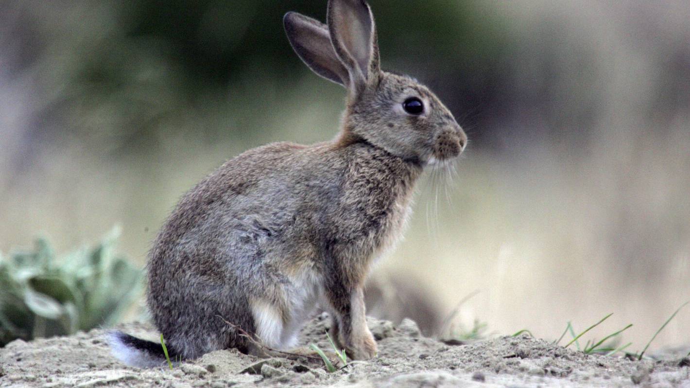 Return of the rabbit plague: South Island's environmental fiasco