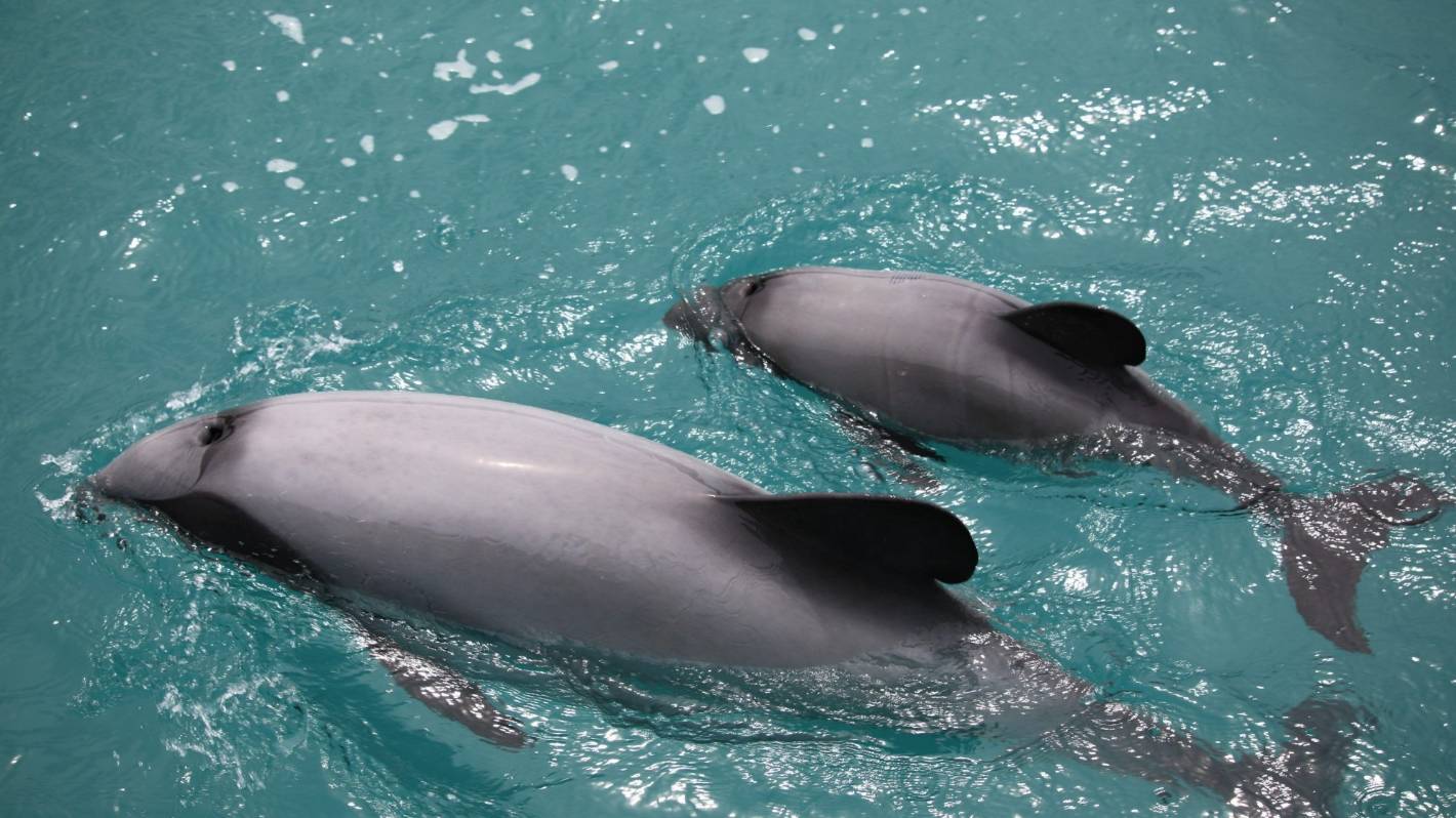 Fears Environment Canterbury action to protect endangered dolphins still years away