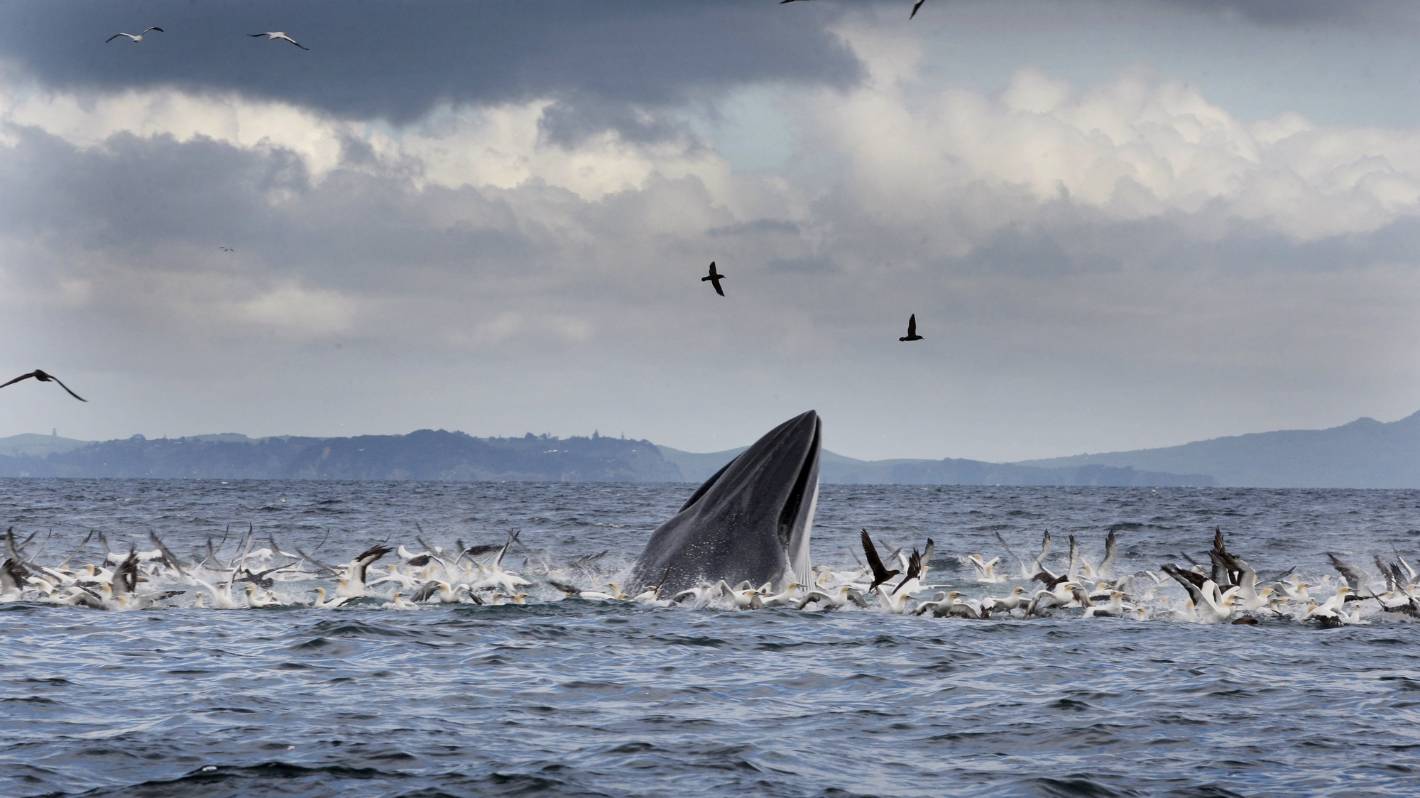 Huge threats facing critically endangered Bryde's whale the target of new Auckland art campaign
