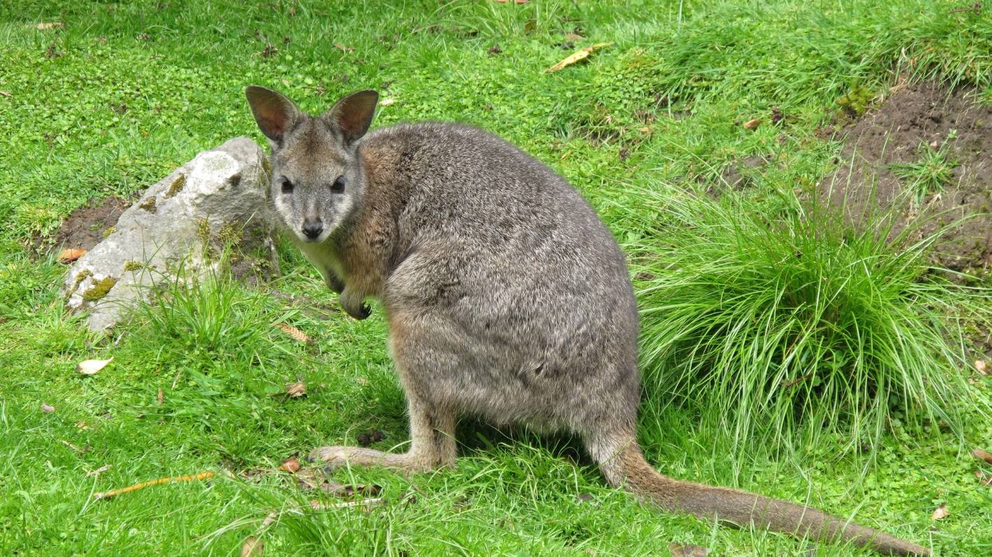 Wallaby incursions a worry for Waikato Regional Council