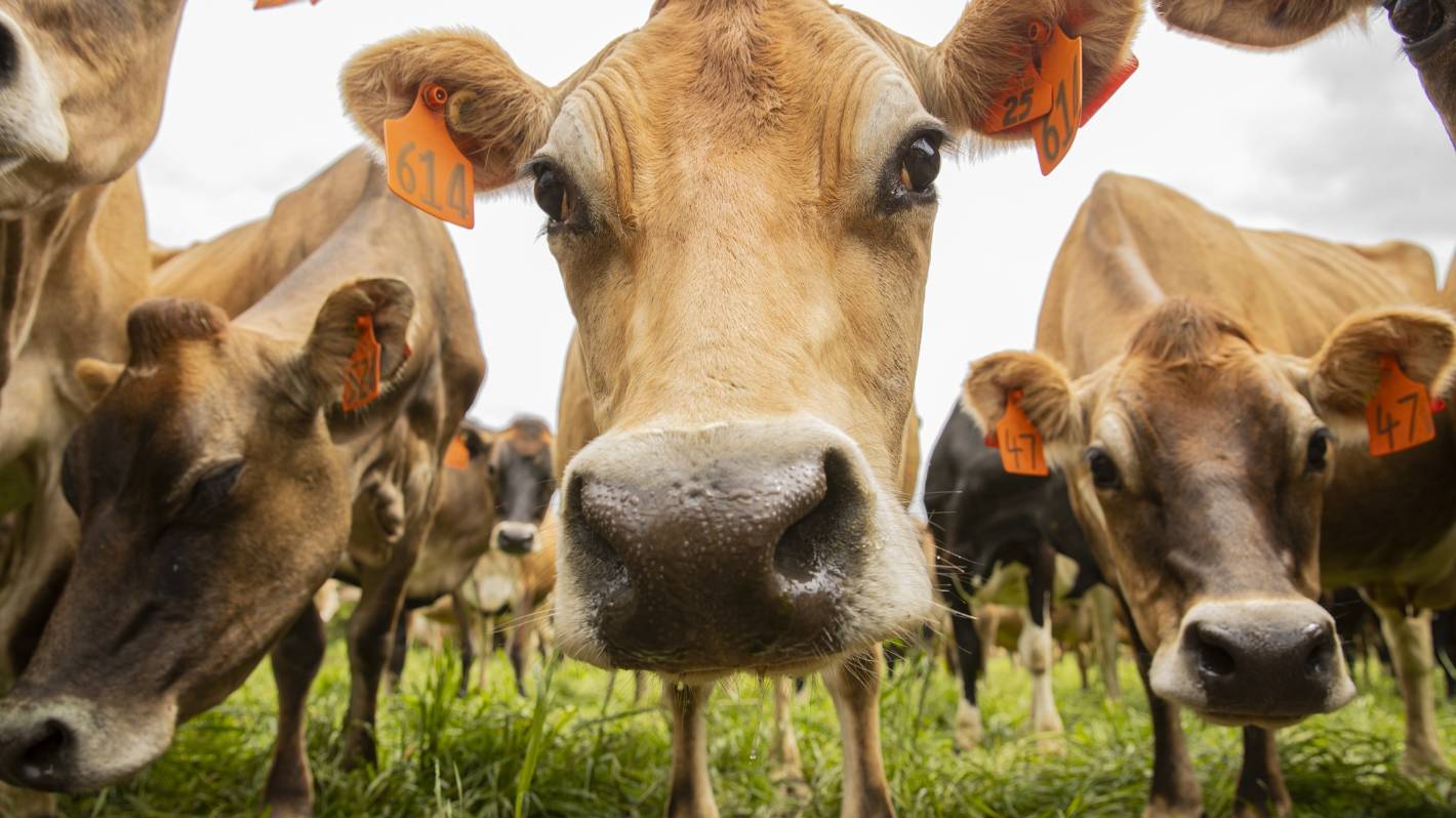 Cows with less gas in the tank to help farmers arrive at their climate targets