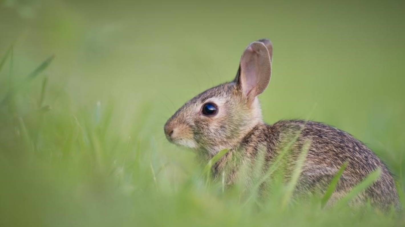 Explosion of rabbits threatens birdlife at national wildlife centre