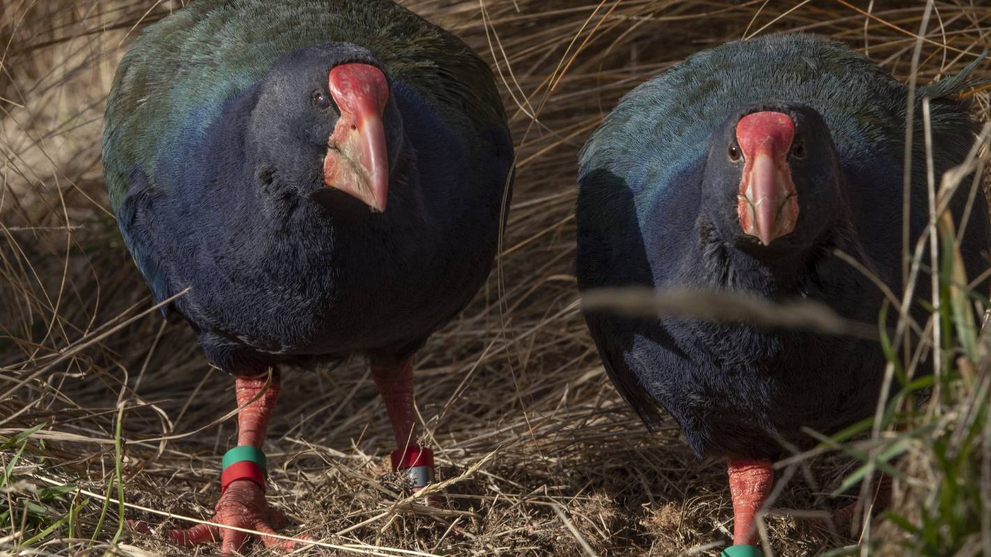 This Is How It Ends: Running out of room for takahē