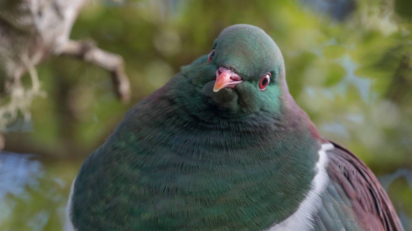 More kererū than ever recorded as final national count wraps up
